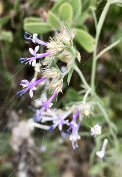 Image of manyflowered ipomopsis