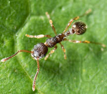 Image of Myrmica punctiventris Roger 1863