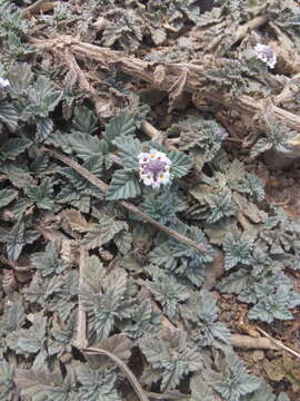 Phyla nodiflora var. reptans (Kunth) Moldenke resmi