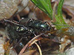 Image of Ground beetle