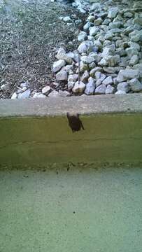 Image of Evening Bat