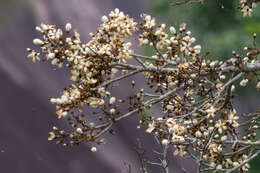 Image de Eriotheca macrophylla (K. Schum.) A. Robyns