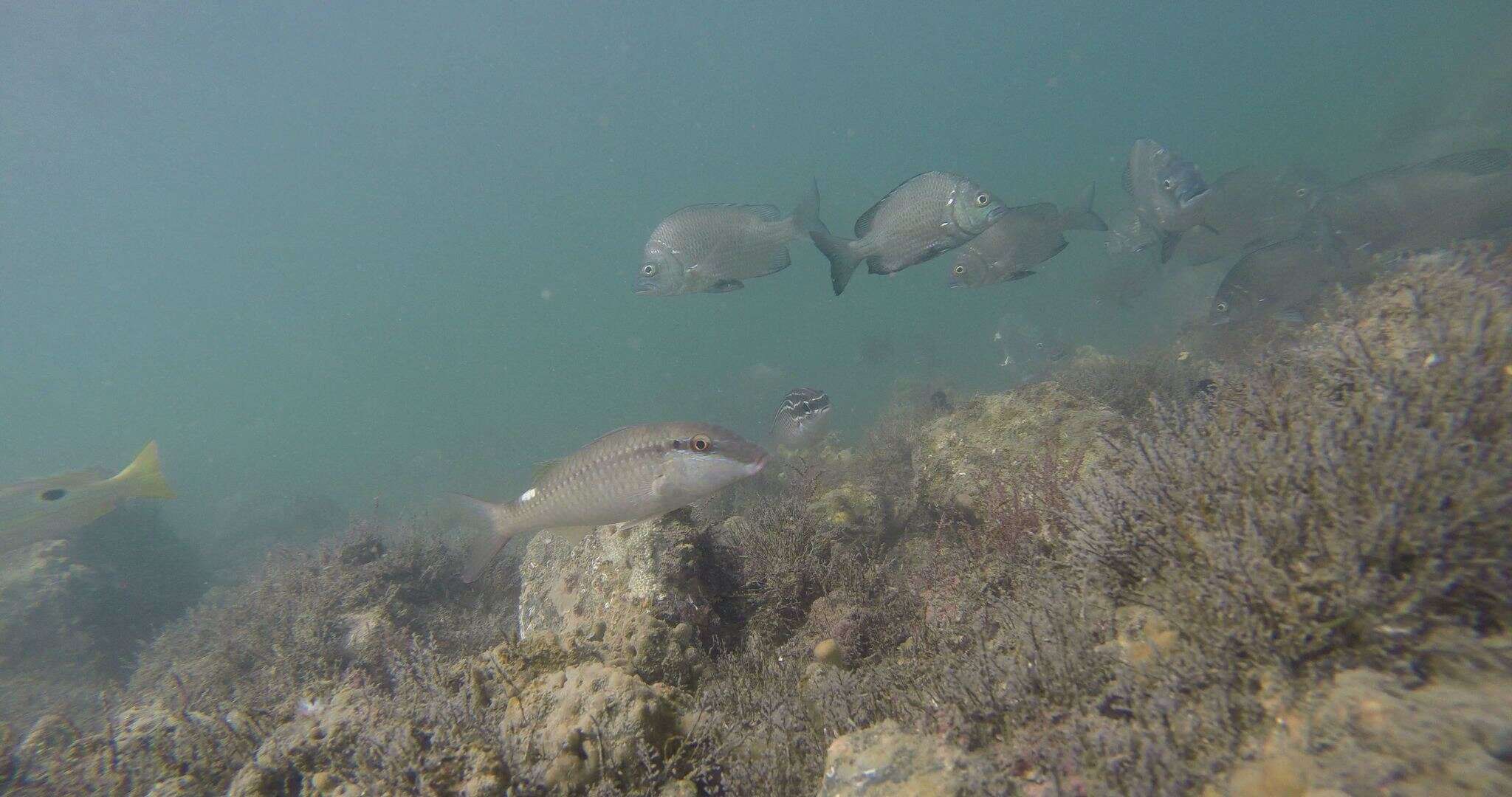 Слика од Parupeneus margaritatus Randall & Guézé 1984