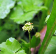 Imagem de Hydrocotyle ramiflora Maxim.