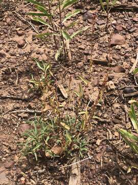 Image of Higgins' beardtongue