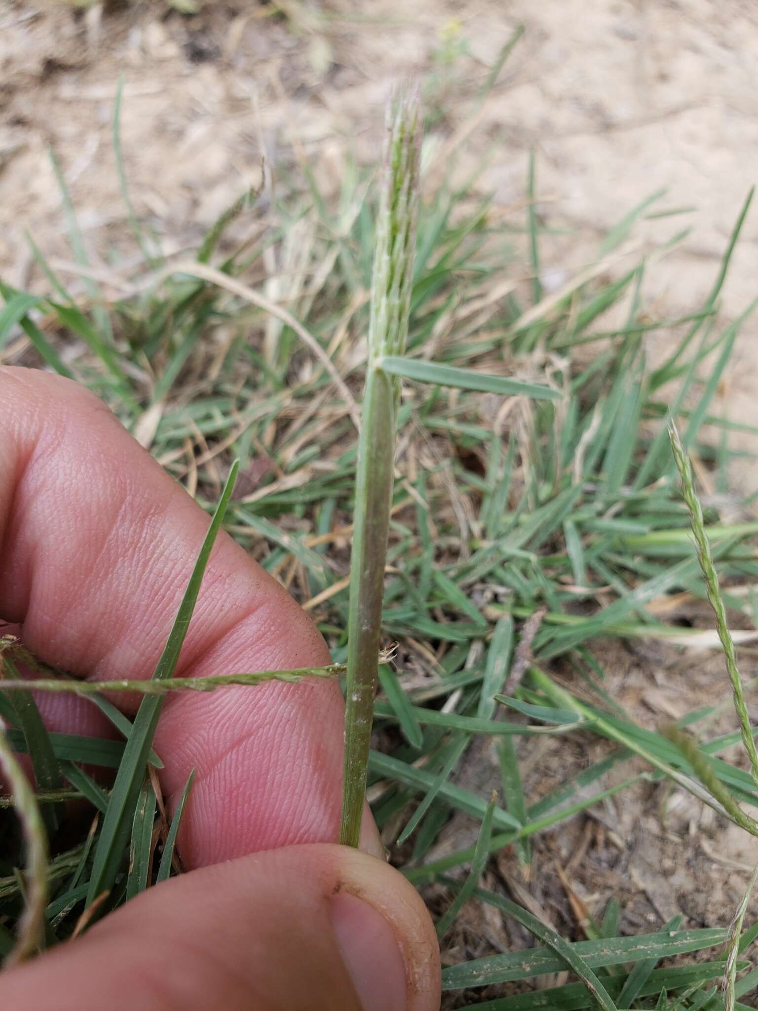 Plancia ëd Chloris andropogonoides E. Fourn.