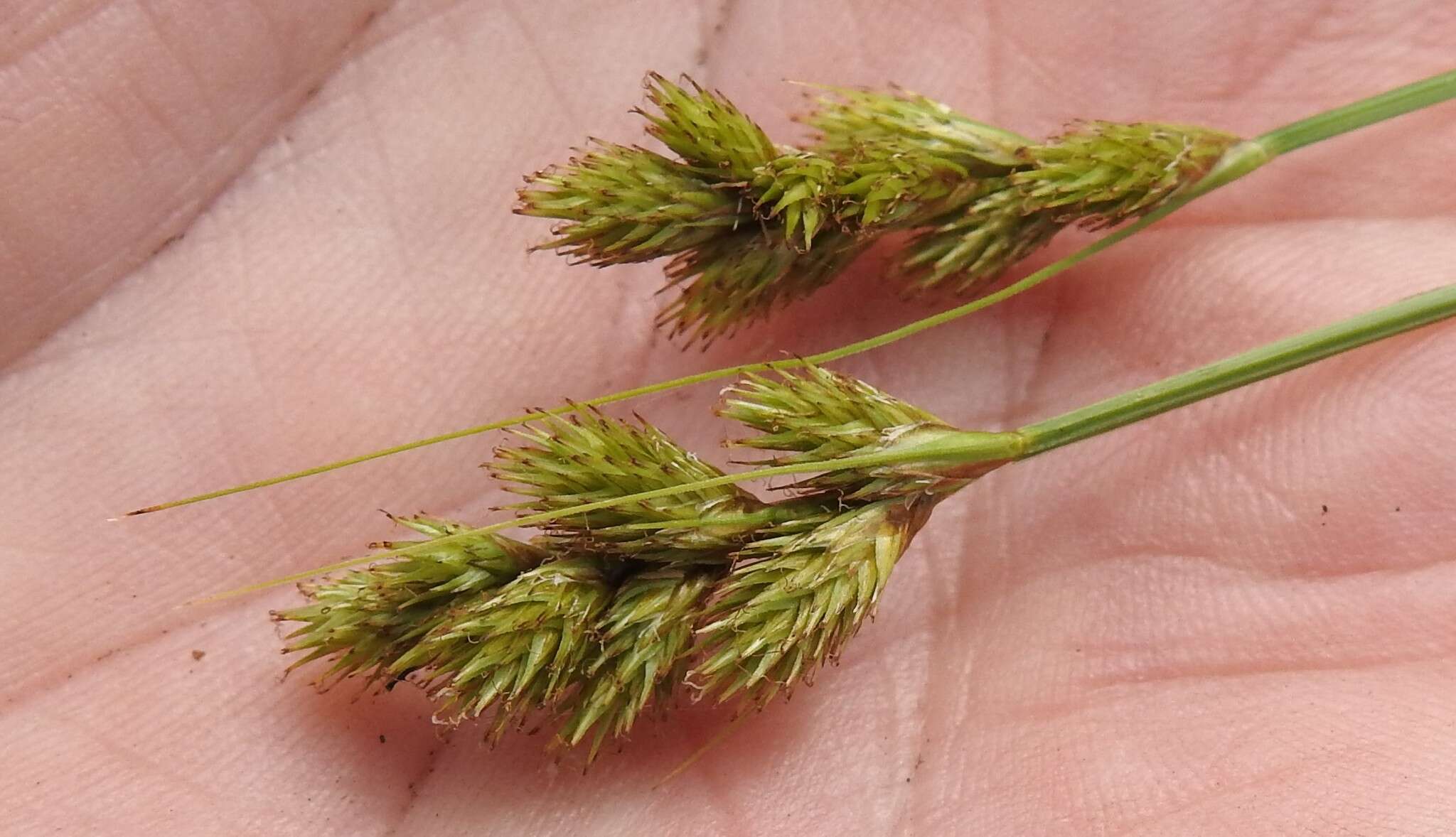 Image of Bebb's sedge