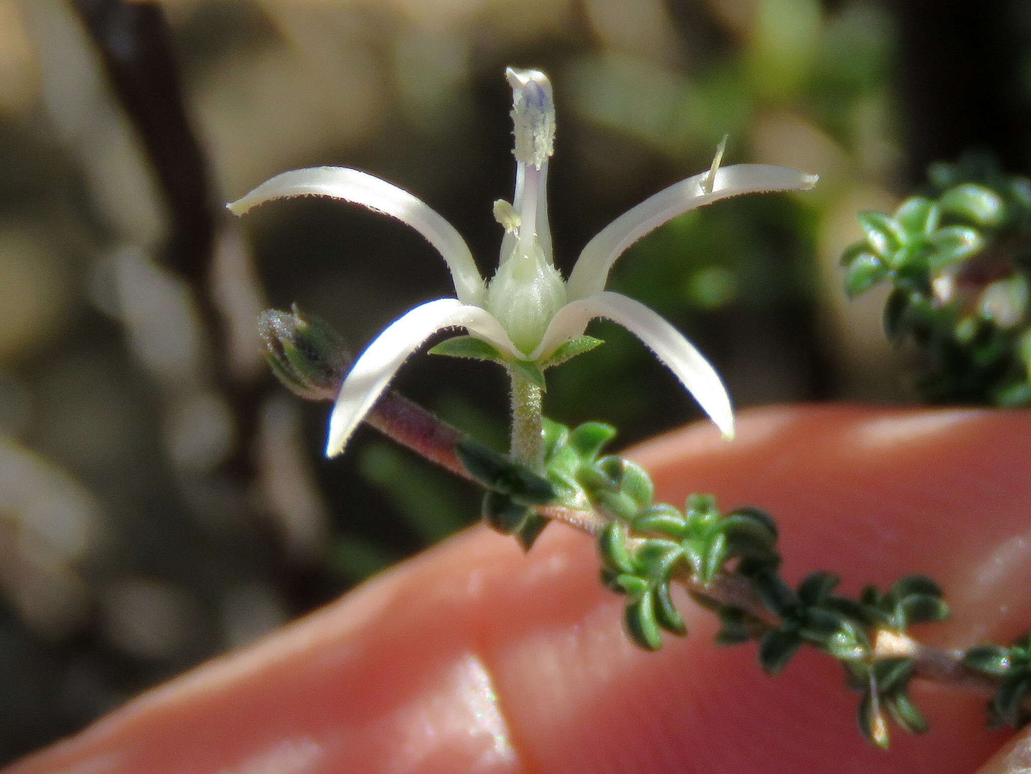 صورة Wahlenbergia nodosa (H. Buek) Lammers