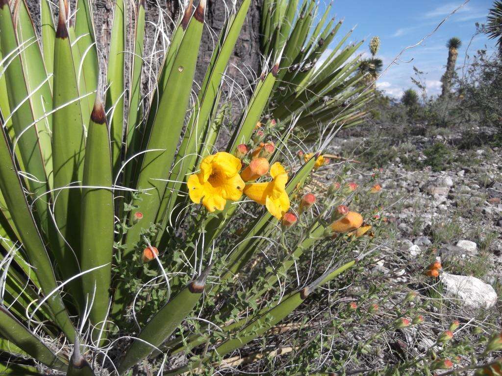 Imagem de Aureolaria greggii (S. Watson) Pennell