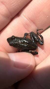 Image of Southern Cricket Frog