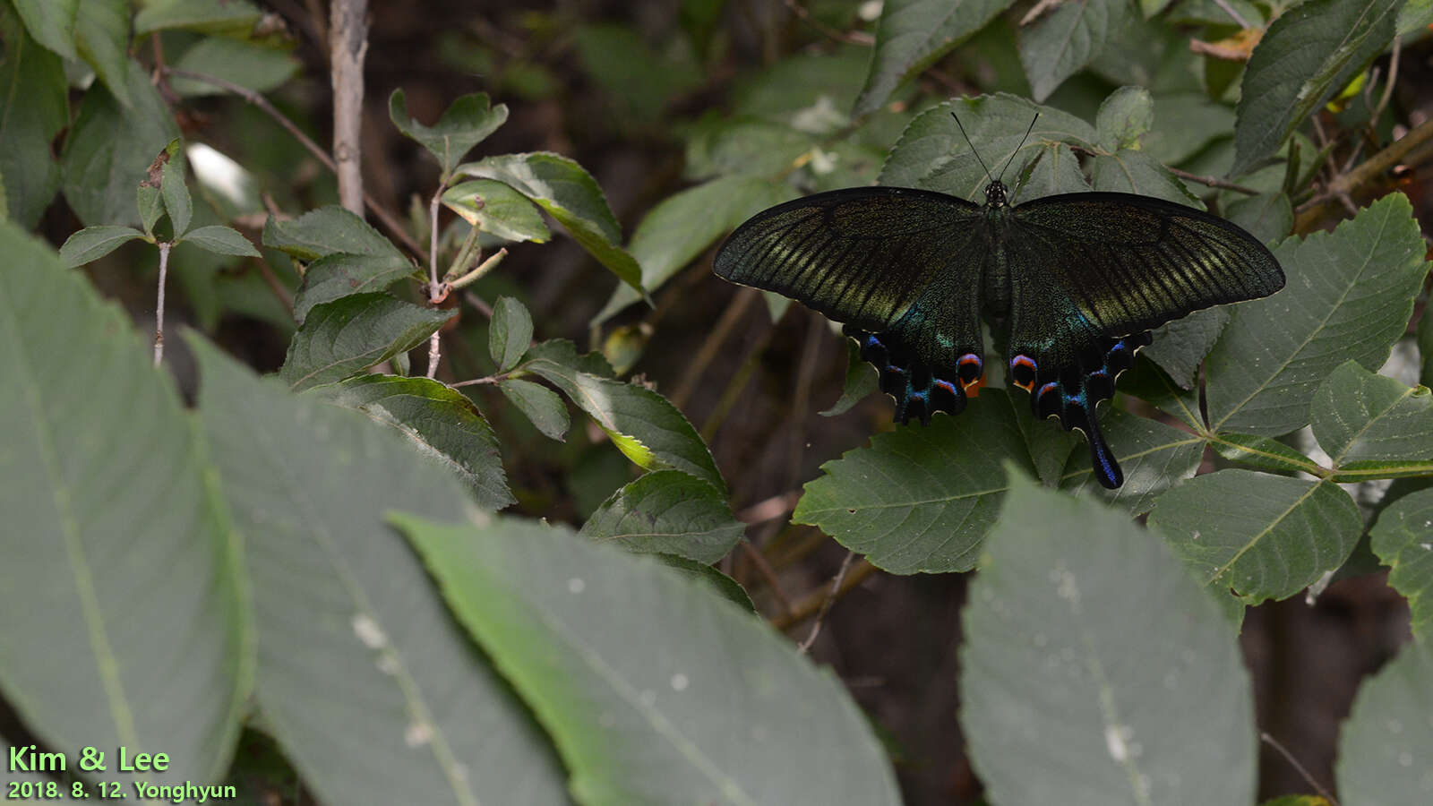 Image of Alpine Black Swallowtail
