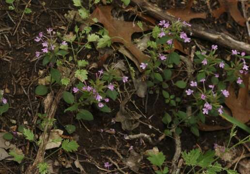 Image of slender false pennyroyal