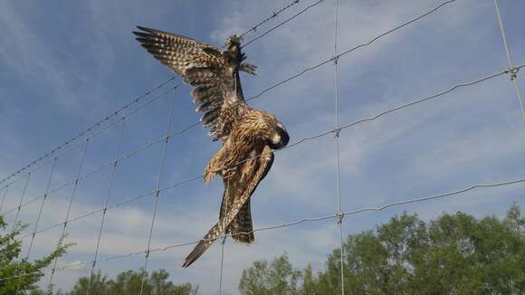 Image of Falco peregrinus tundrius White & CM 1968