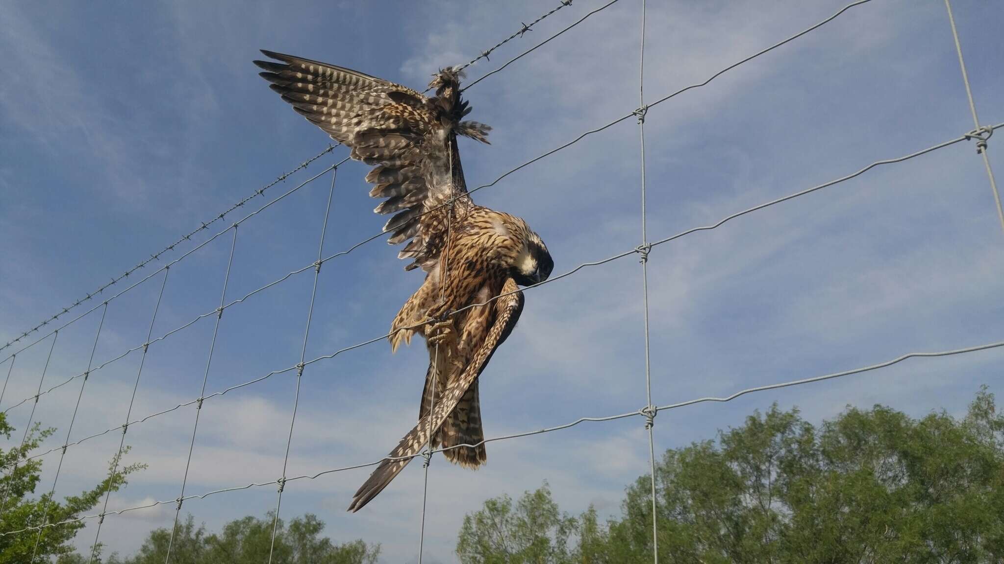 Image of Falco peregrinus tundrius White & CM 1968