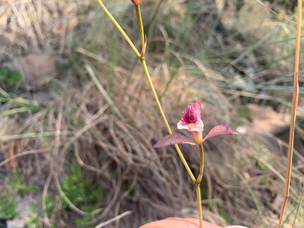 Image of Bletia ensifolia L. O. Williams