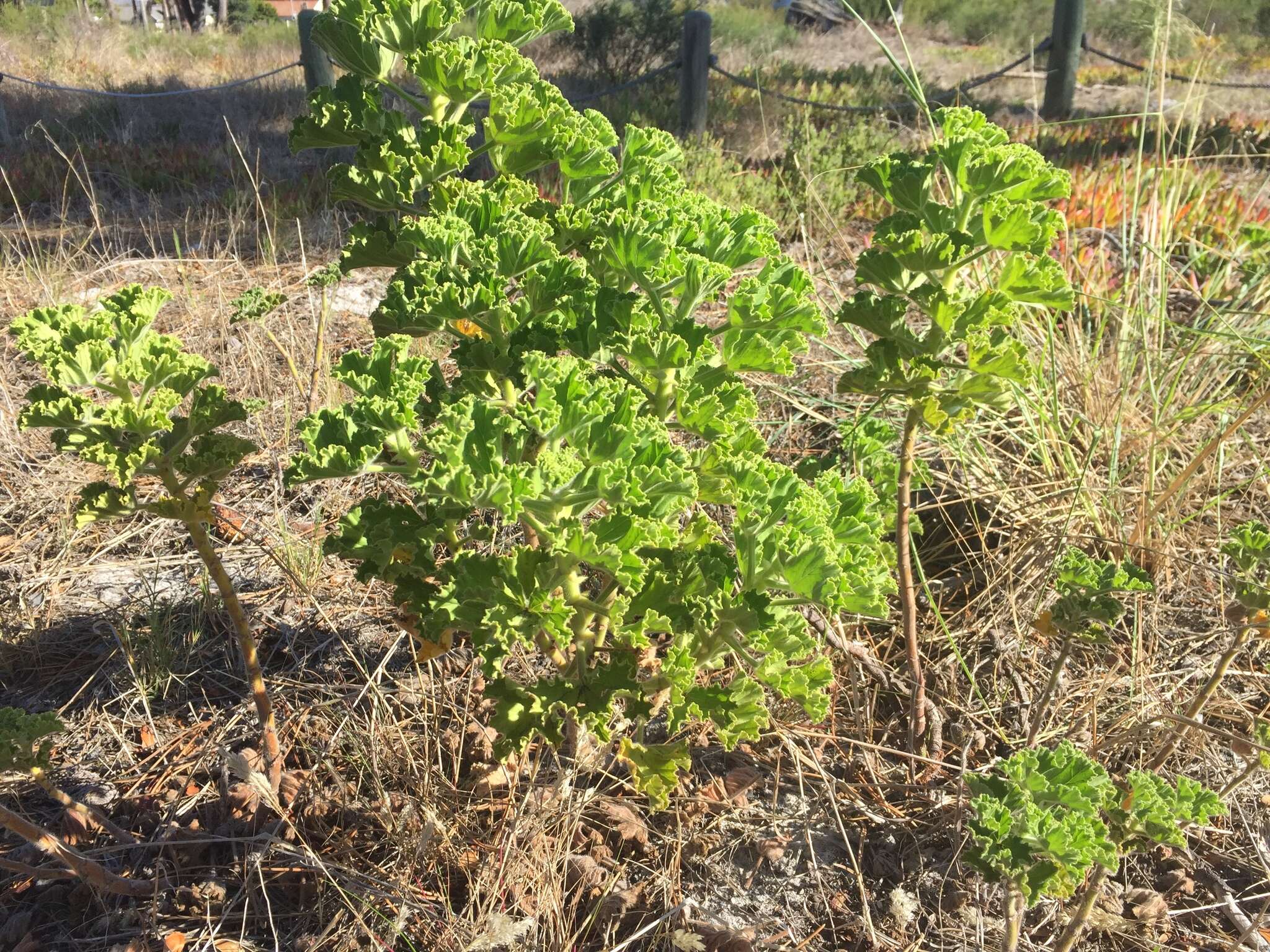 Слика од Pelargonium cucullatum subsp. tabulare B. Volschenk