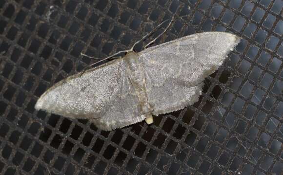 Image of Idaea coercita Lucas 1900