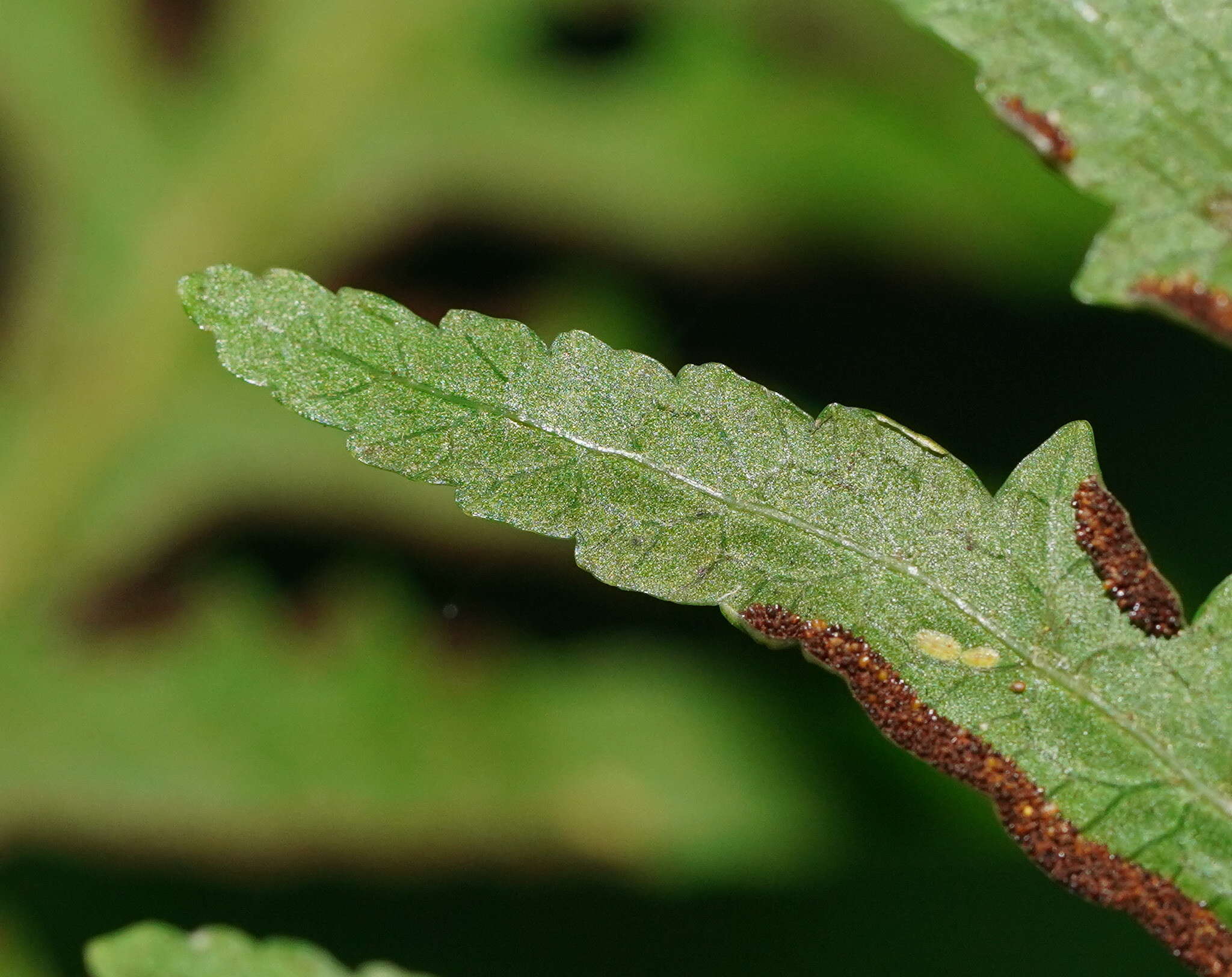 Image of Pteris epaleata D. J. Ohlsen