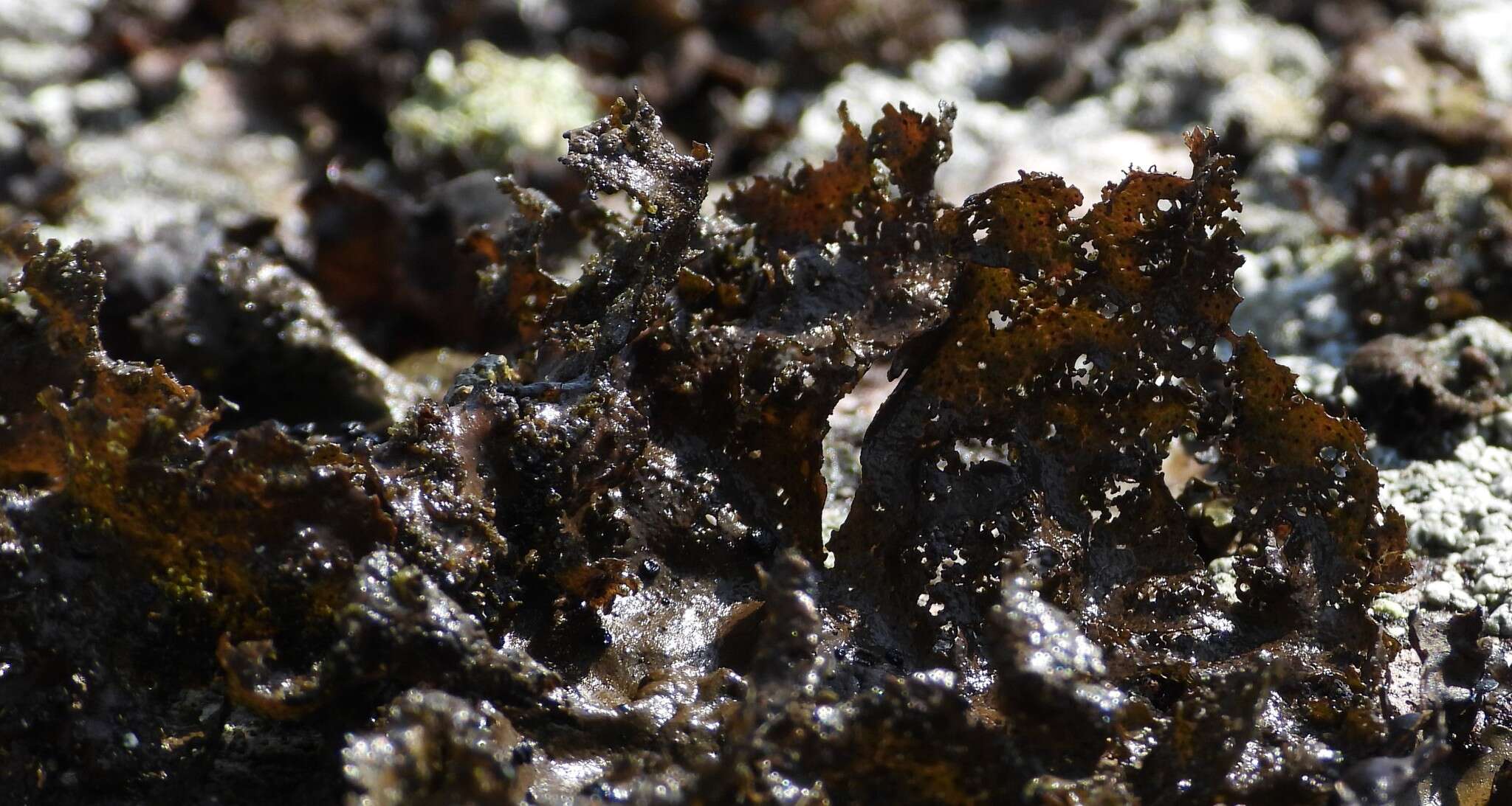 Image of navel lichen