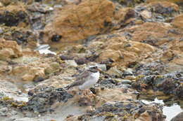 Image of Shore Dotterel