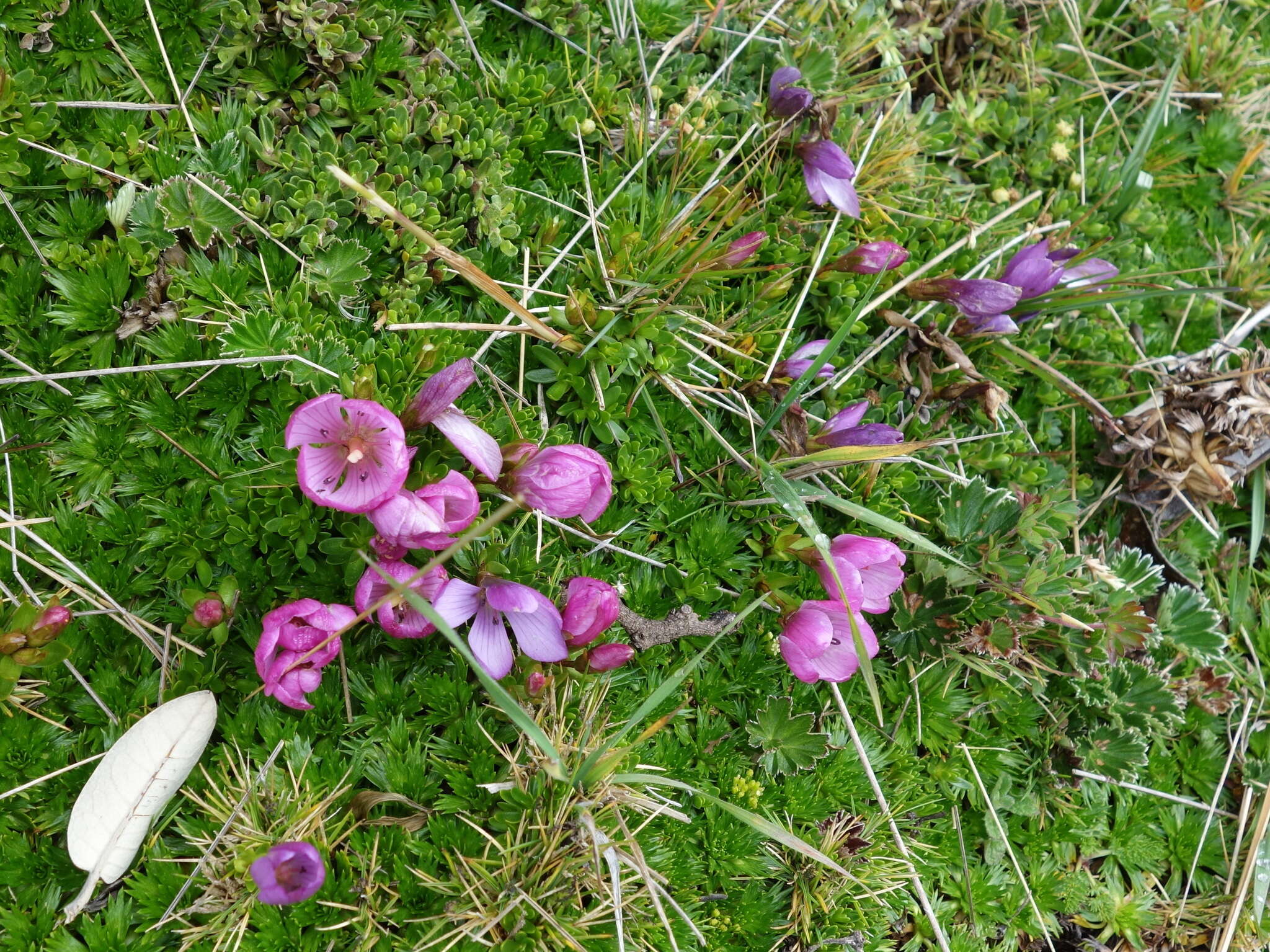 Image of Gentianella cerastioides (Kunth) Fabris