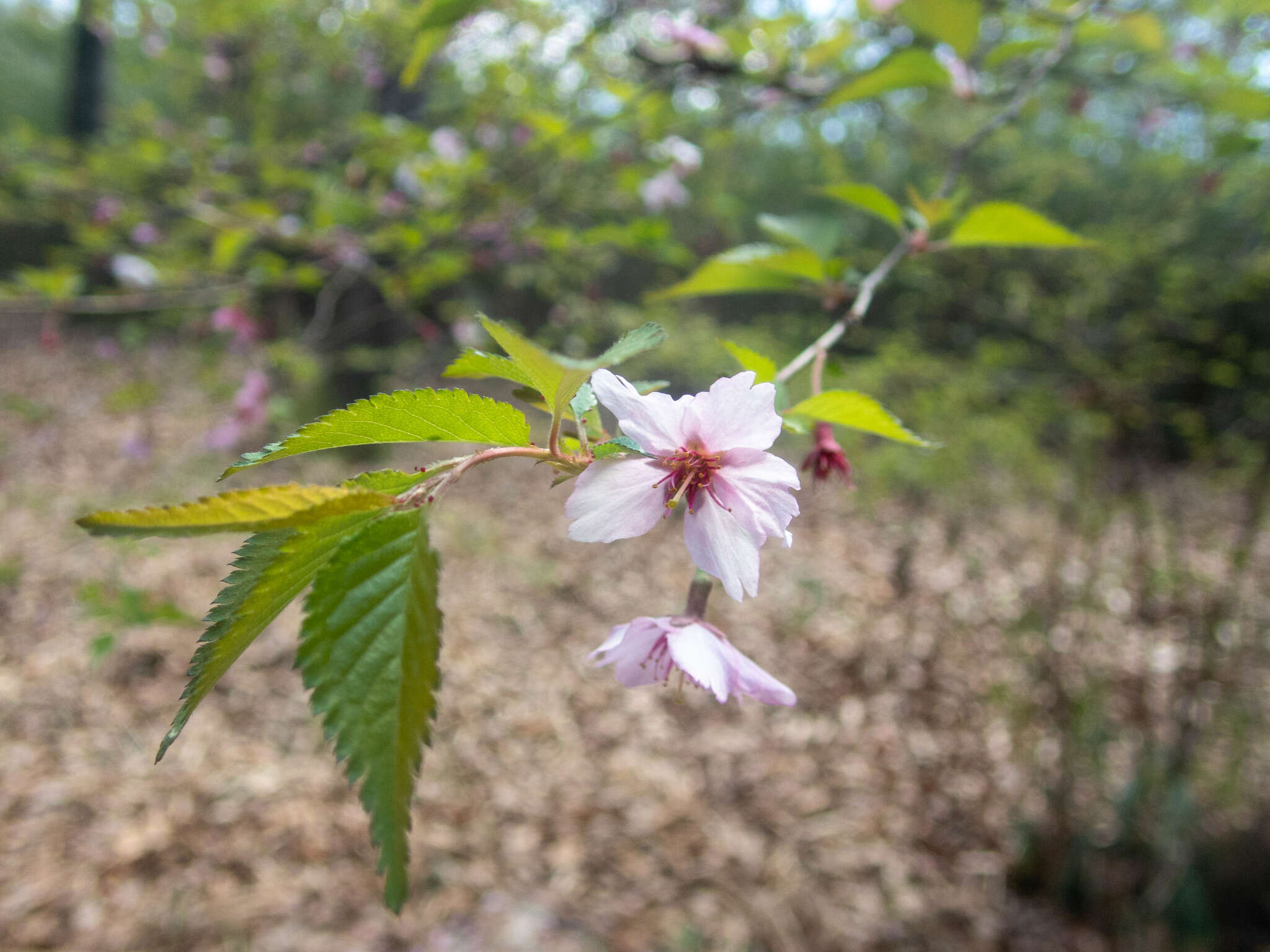 Prunus incisa C. P. Thunb. ex A. Murray resmi