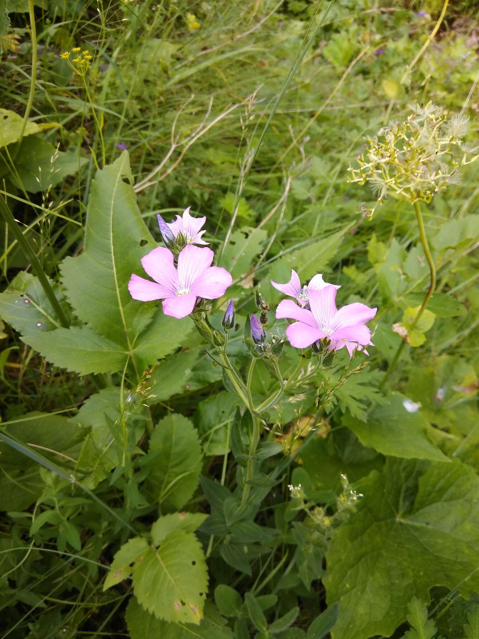 Linum hypericifolium Salisb. resmi