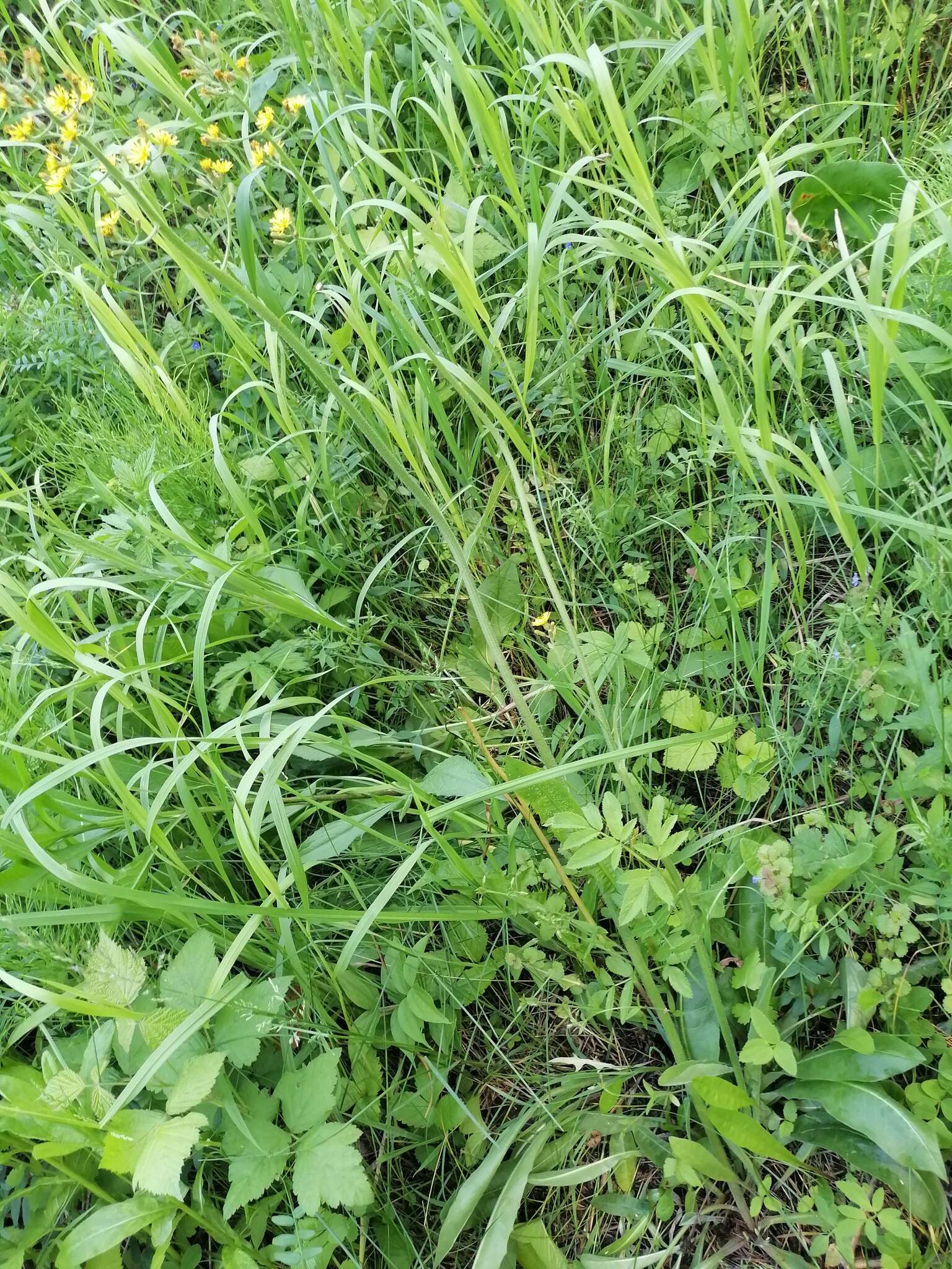 Image of Crepis praemorsa (L.) Tausch