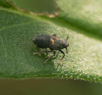 Image of Pissonotus brunneus Van Duzee 1897