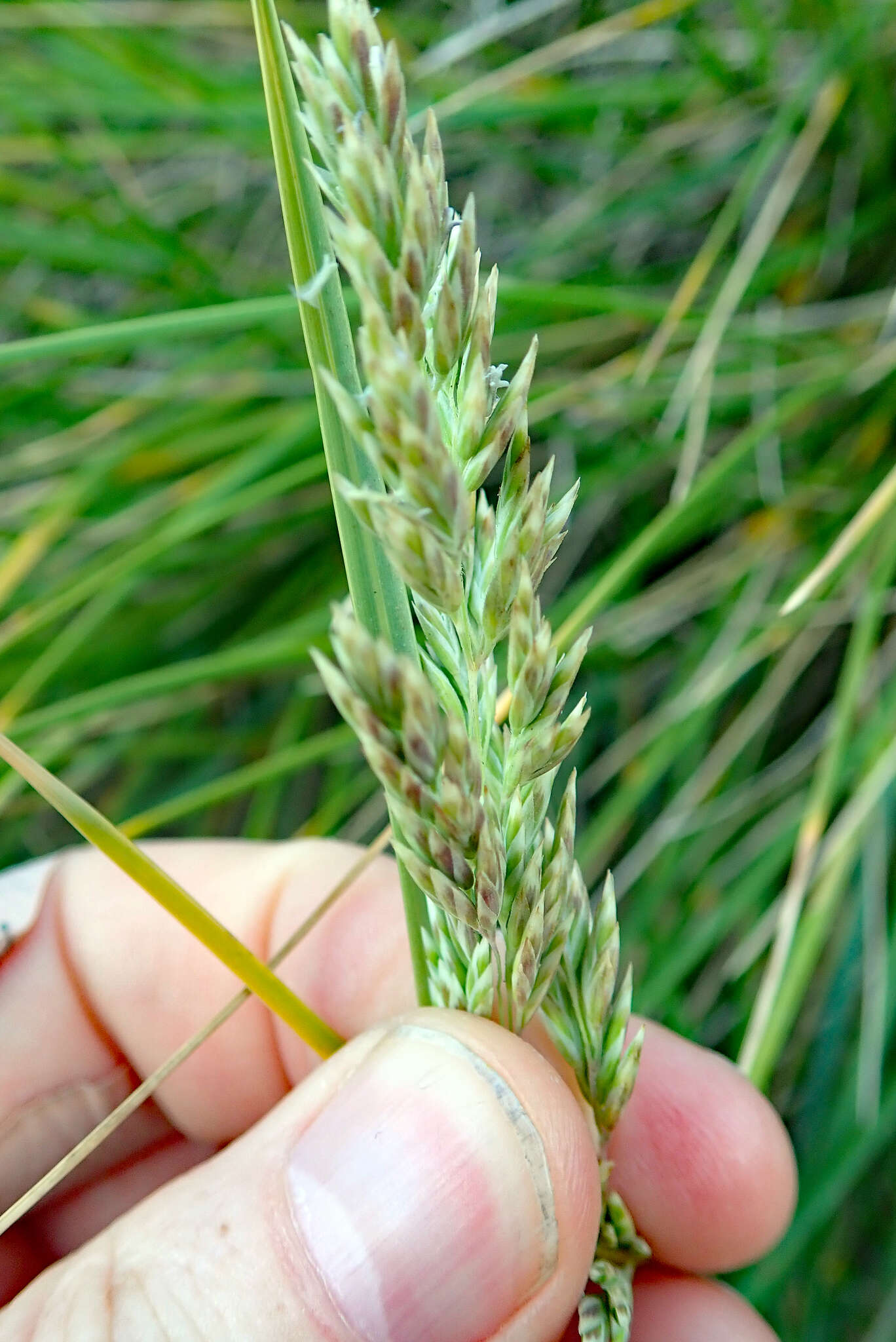 Image of Poa chathamica Petrie