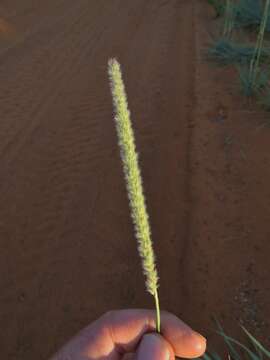 Image of wool grass