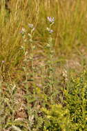 Imagem de Campanula glomerata subsp. farinosa (Rochel ex Besser) Kirschl.