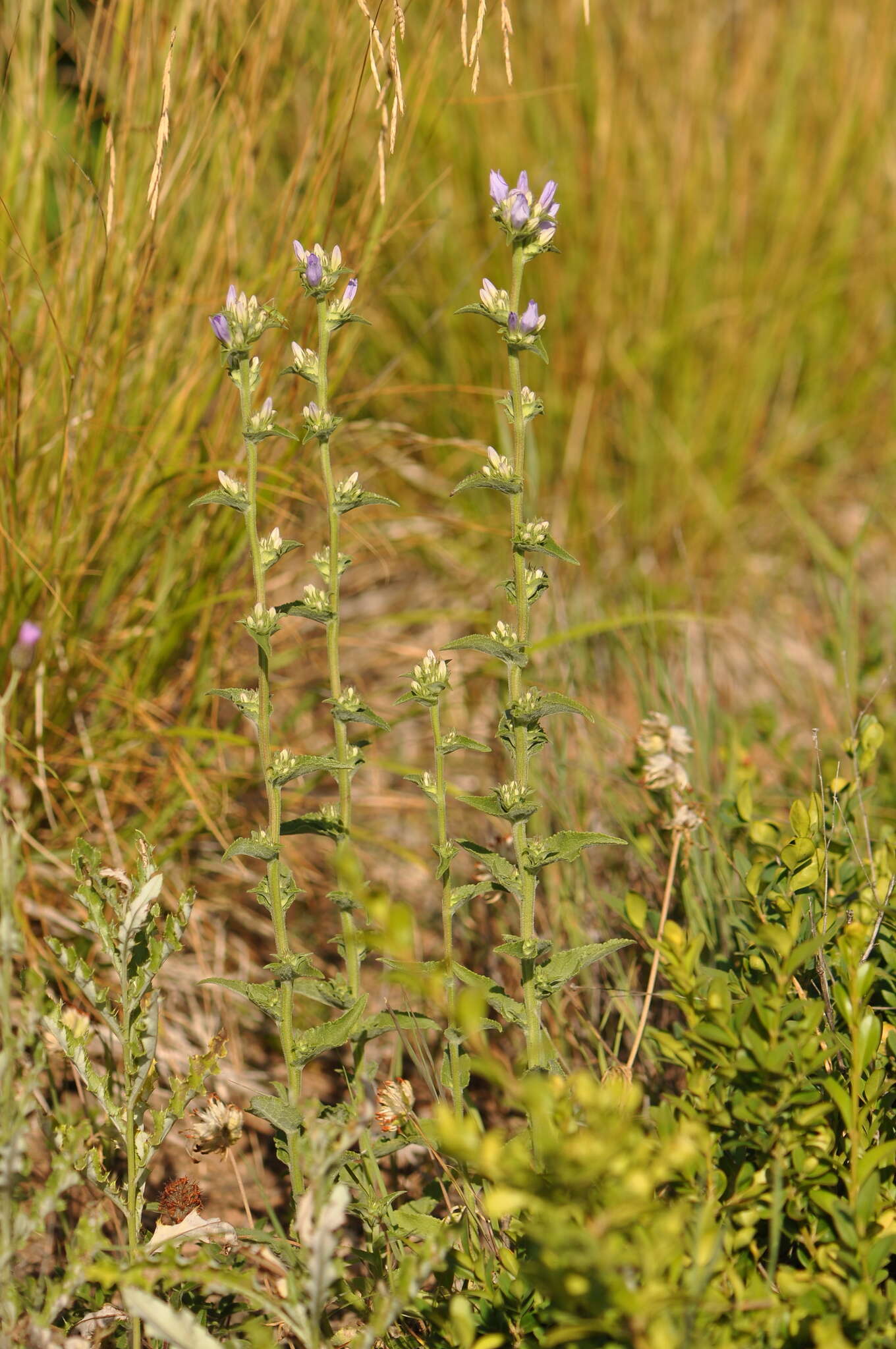 Imagem de Campanula glomerata subsp. farinosa (Rochel ex Besser) Kirschl.