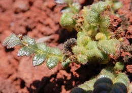 Phacelia serrata J. W. Voss resmi