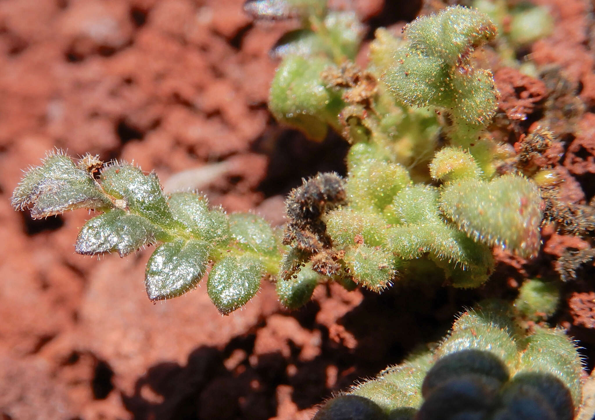 Image de Phacelia serrata J. W. Voss