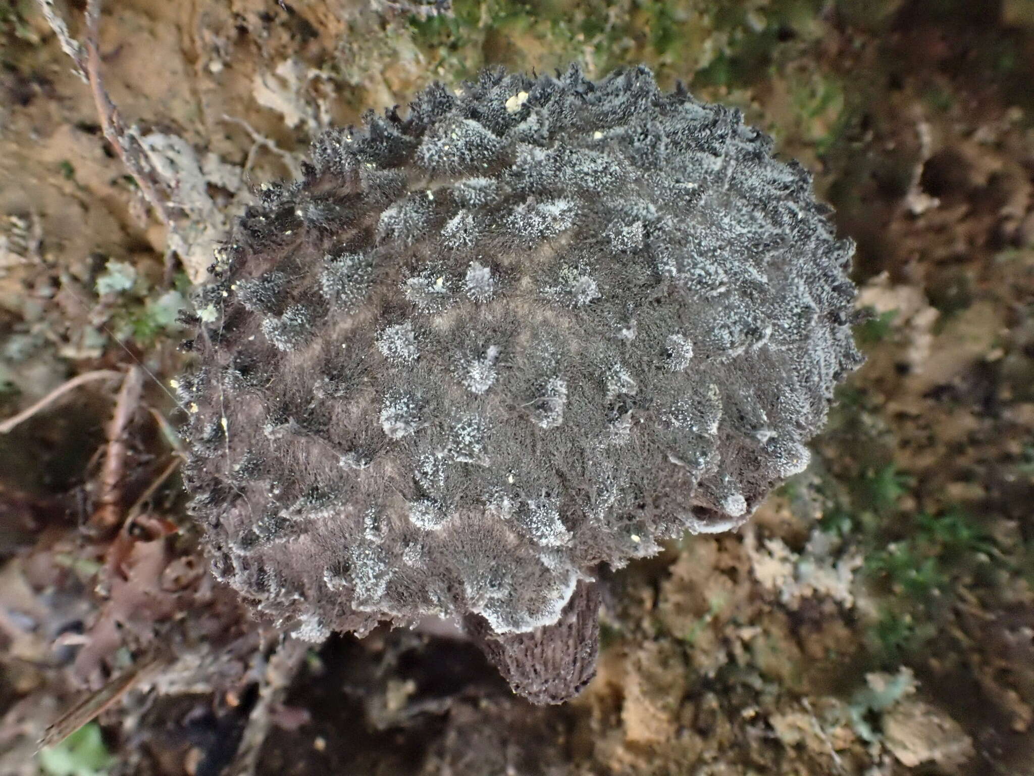 Слика од Strobilomyces confusus Singer 1945