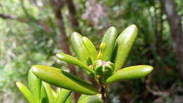 Image of Pyrostria oleifolia (Homolle ex Arènes) Razafim., Lantz & B. Bremer