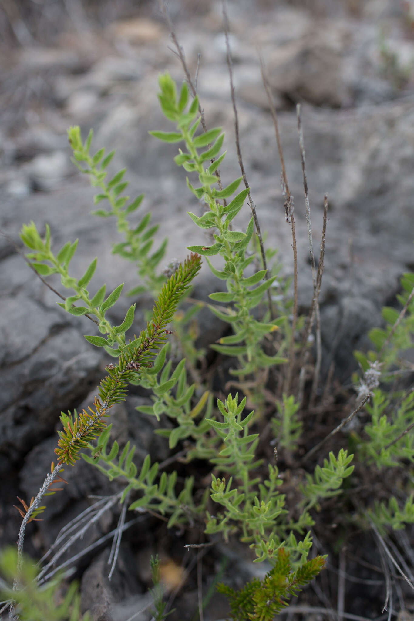 Слика од Chiliadenus glutinosus (L.) Fourr.