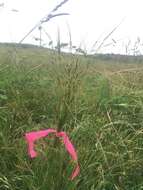 Image of Uruguayan needlegrass