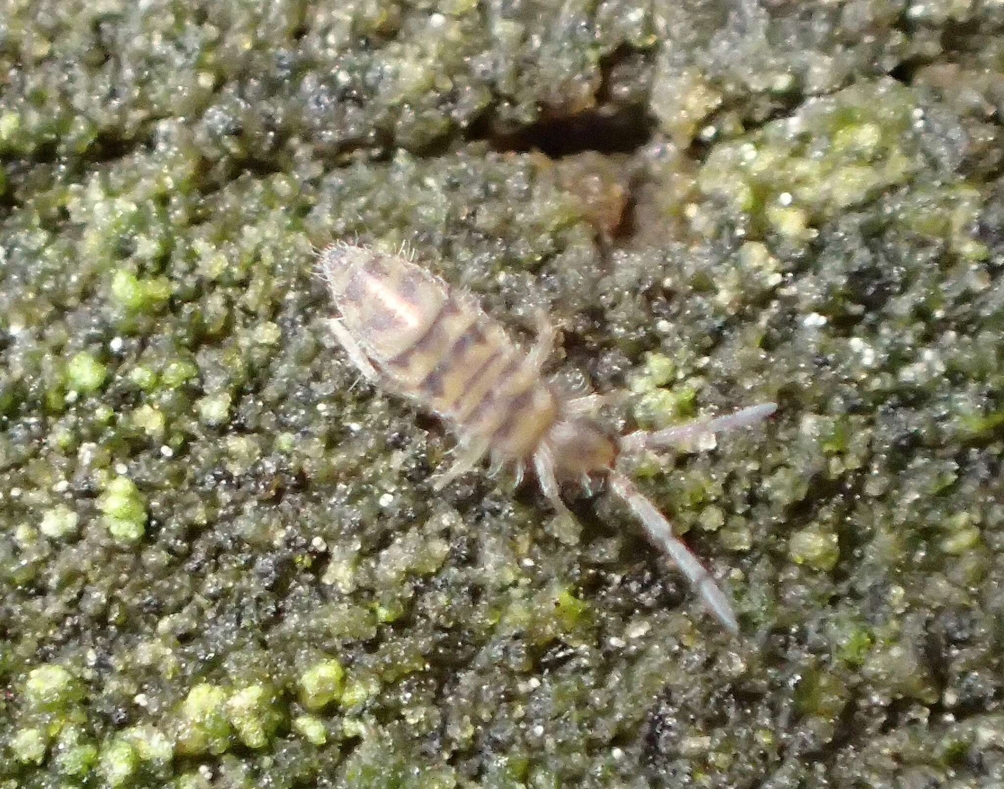 Image of Springtail