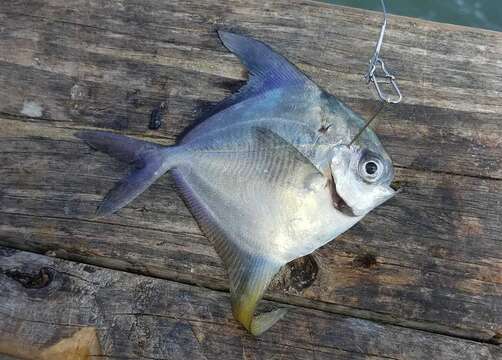 Image of American Harvestfish