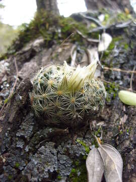 Image of Mammillaria schiedeana subsp. dumetorum (J. A. Purpus) D. R. Hunt