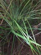 Image of Giant Flat Sedge