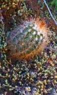 Image of Echinocereus reichenbachii var. baileyi (Rose) N. P. Taylor