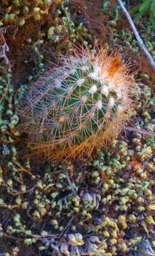 Image of Echinocereus reichenbachii var. baileyi (Rose) N. P. Taylor