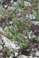 Image of Thymus guberlinensis Iljin