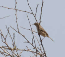 Image of Madagascan Cisticola