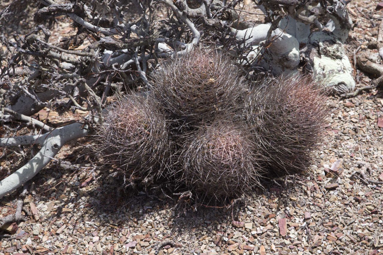 Image of Echinopsis lateritia Gürke