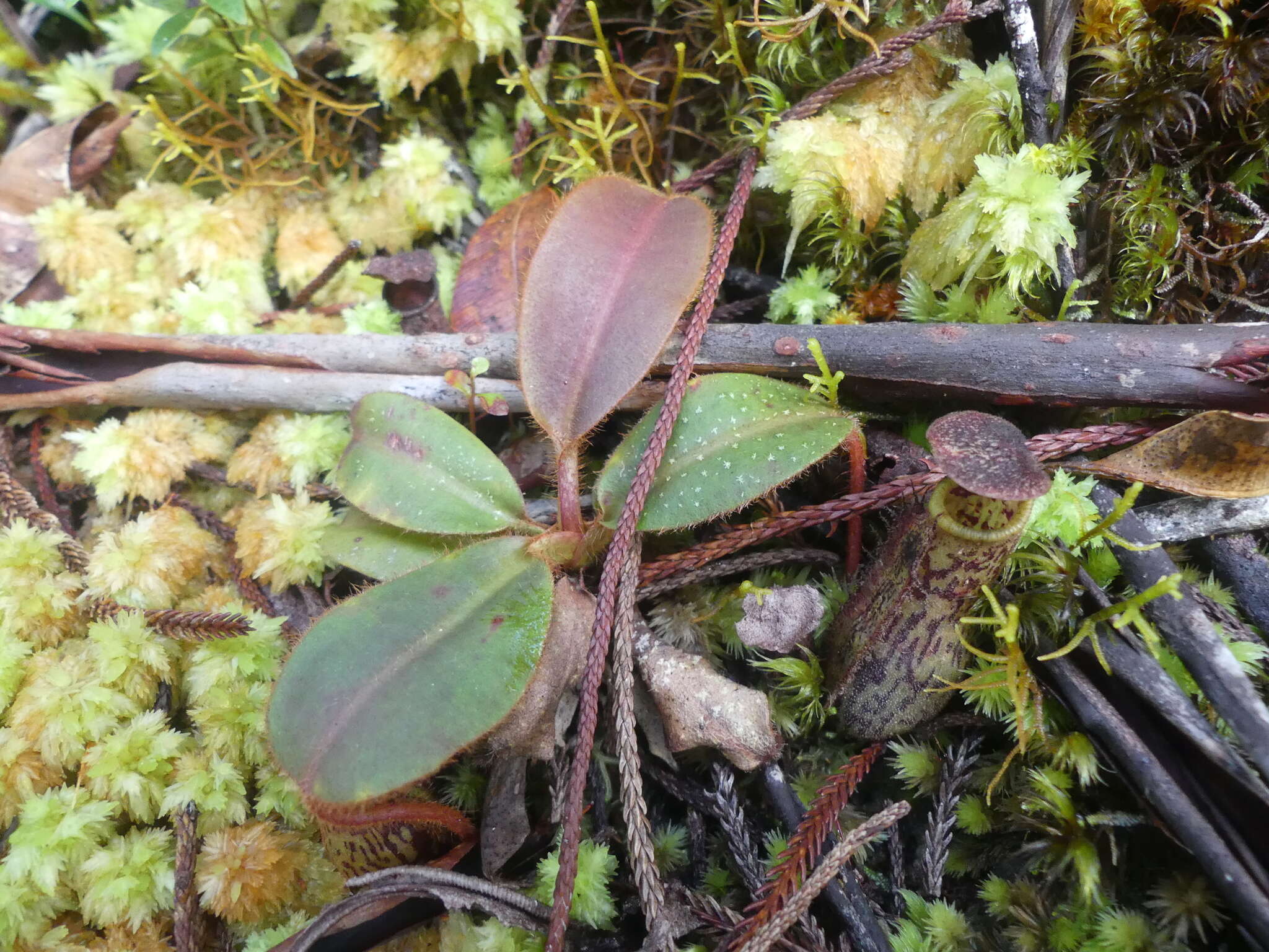 Image of Nepenthes stenophylla Mast.