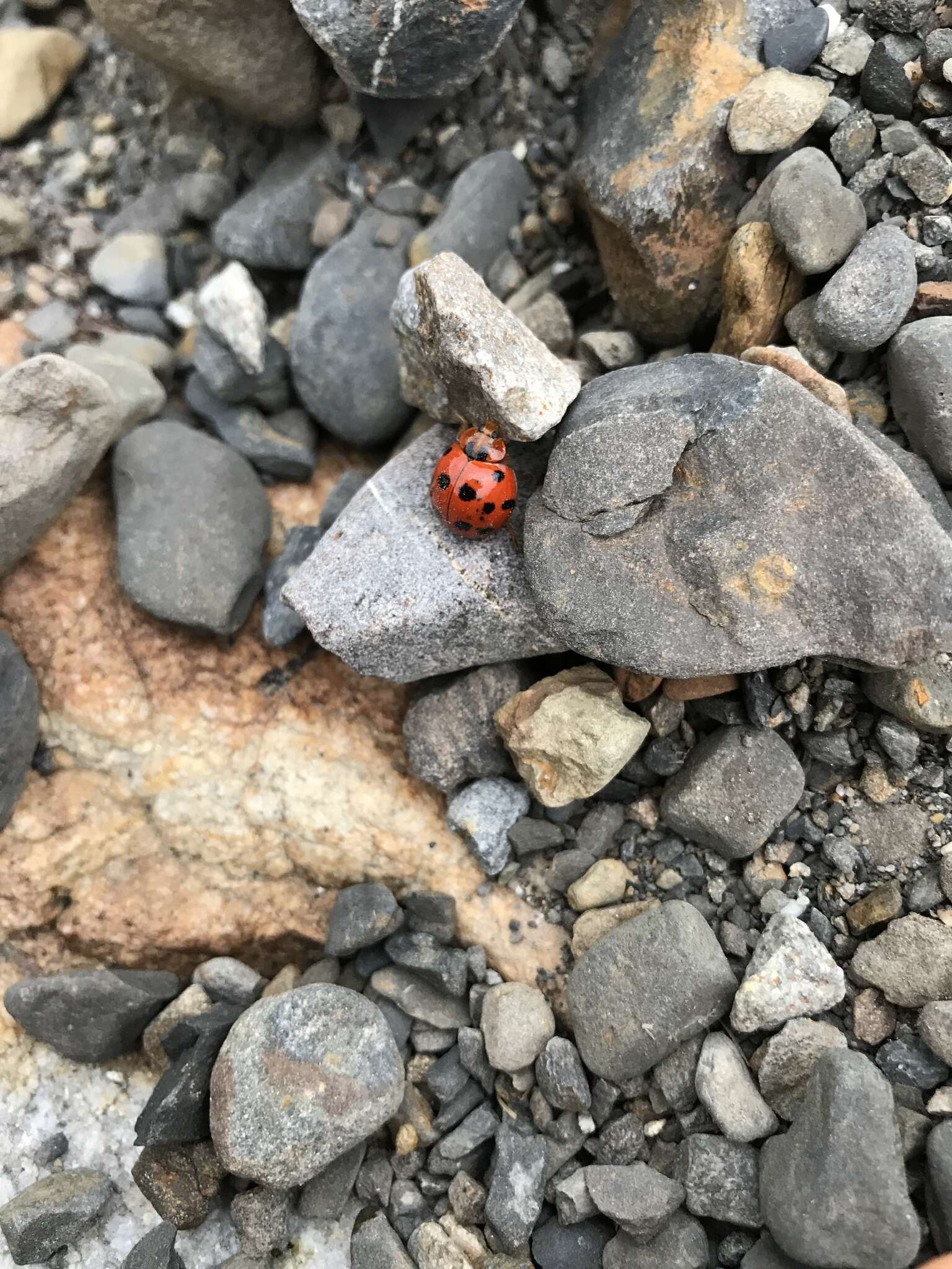 Image of Ladybird beetle